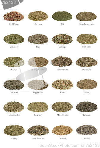 Image of Medicinal and Culinary Herbs  