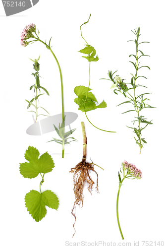 Image of Valerian, Lavender and Hop Herbs