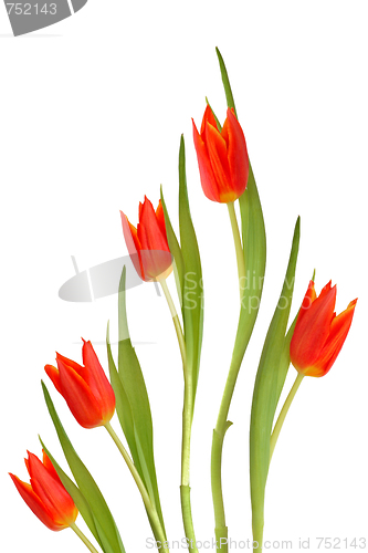 Image of  Red Tulip Flowers