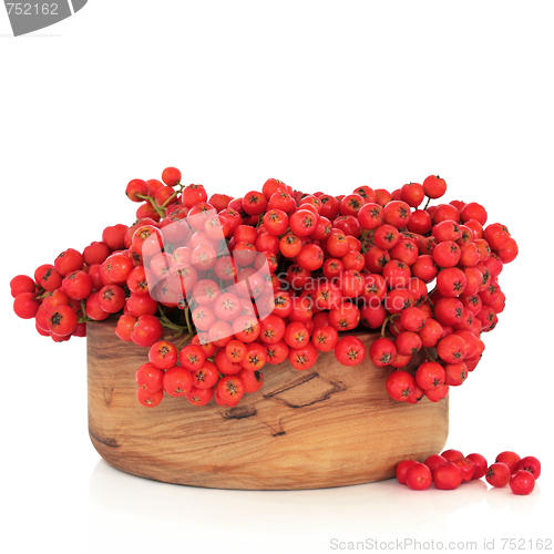 Image of Rowan Berries