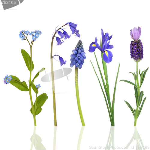 Image of Spring Flowers in Blue