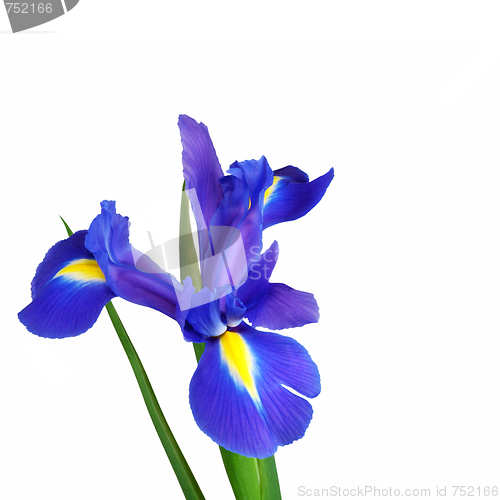 Image of Iris Flower Beauty 