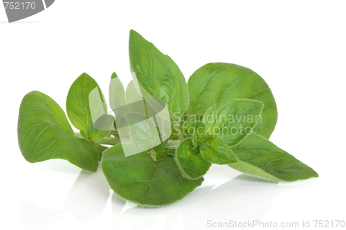 Image of Marjoram Herb Leaves