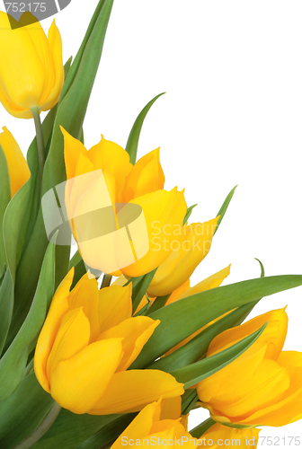 Image of Yellow Tulip Flower Beauty