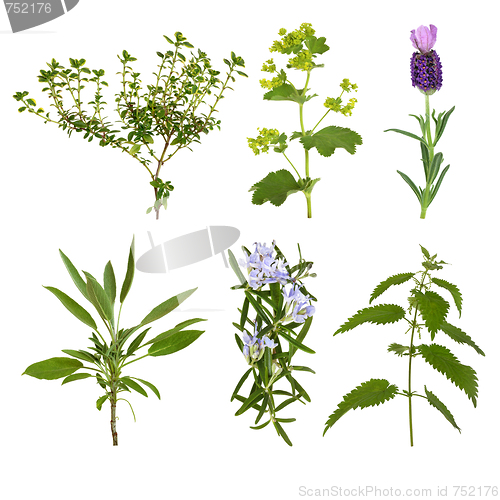 Image of Herb Leaf Selection