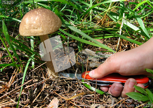 Image of Mushroom-kicking