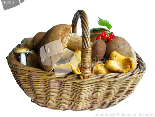 Image of Basket full of mushrooms