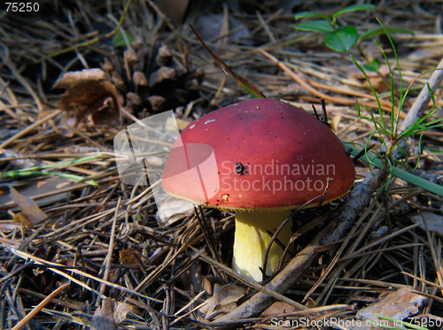 Image of Red russule