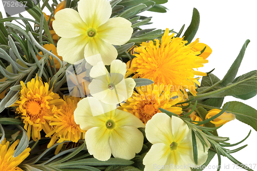 Image of Wildflowers and Herbs