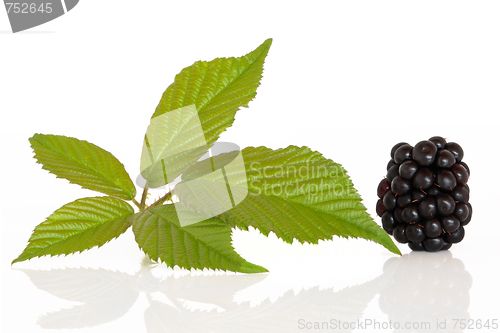 Image of Blackberry Fruit