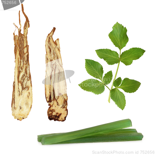 Image of Angelica Herb Products