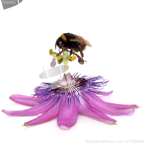 Image of Passion Flower and Bumblebee