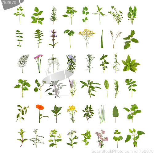 Image of Large Herb Leaf and Flower Collection