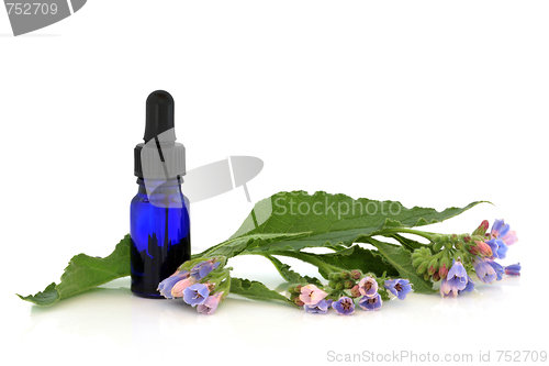 Image of Comfrey Herb Flowers 