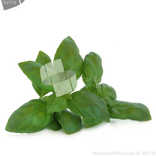 Image of Basil Herb Leaf Sprig