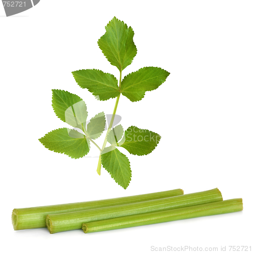 Image of Angelica Herb Leaf and Stems  