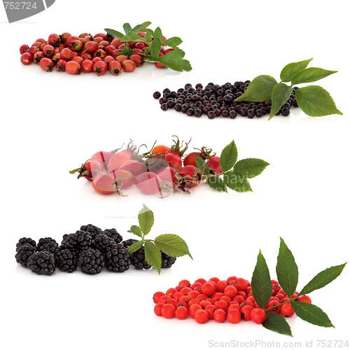 Image of Wild Fruit Collection