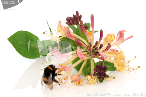 Image of Honeysuckle Flower and Bee