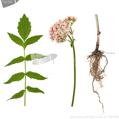 Image of Valerian Leaf, Root and Flower