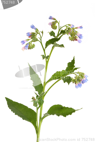 Image of Comfrey Herb with Flowers