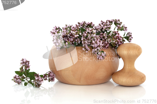 Image of Marjoram Herb Flowers  