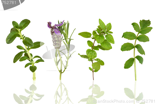 Image of Herb Leaf Selection