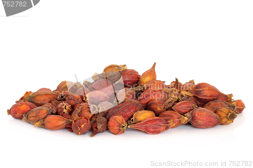 Image of Dried Gardenia Fruit