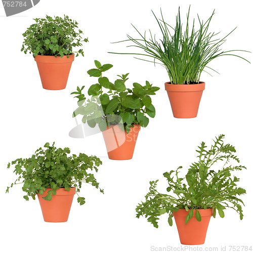 Image of Herbs in Pots