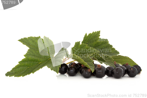 Image of Blackcurrant Fruit