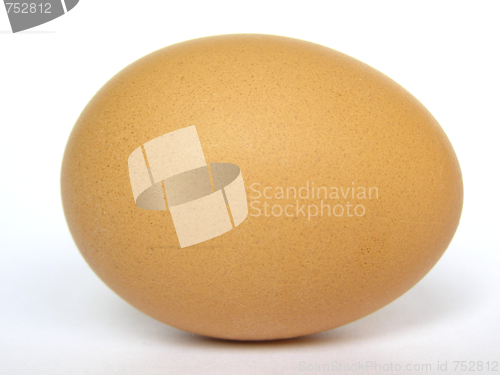 Image of Egg