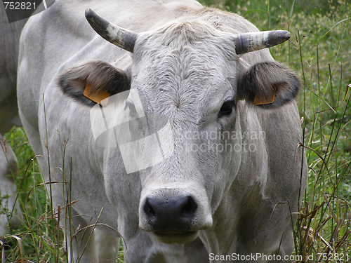 Image of Cow cattle