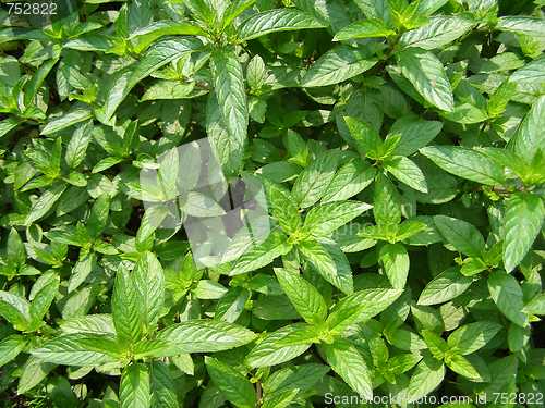 Image of Peppermint