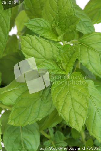 Image of Mint Herb Leaves