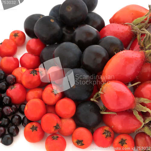 Image of Wild Autumn Fruit