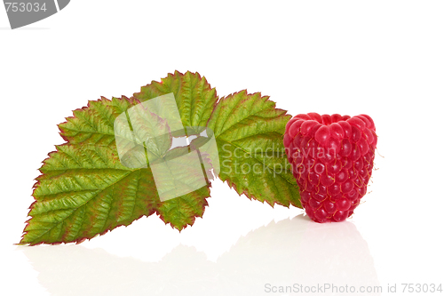 Image of Raspberry Fruit