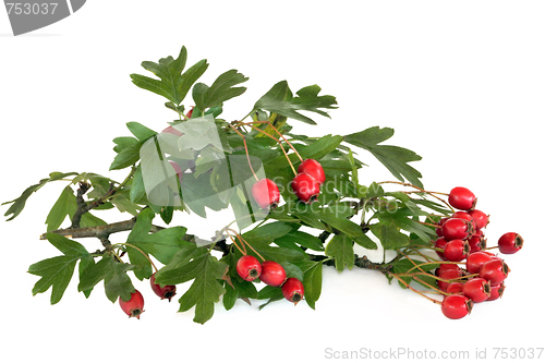 Image of Hawthorn Berries