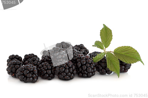Image of Blackberry Fruit