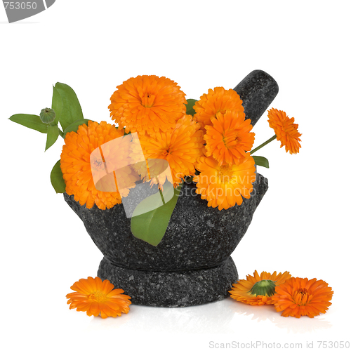 Image of Calendula Flowers  