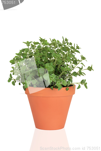 Image of Marjoram Herb Plant