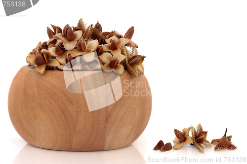 Image of  Beech Nuts