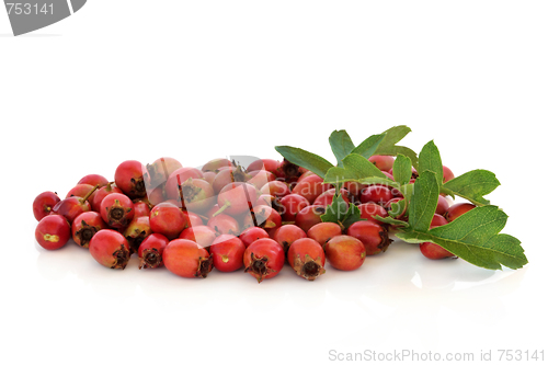 Image of Hawthorn Berries