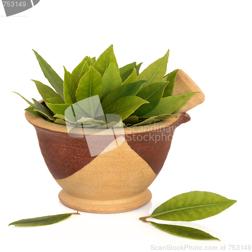 Image of Bay Leaf Herb