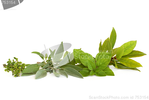 Image of Thyme, Sage, Oregano and Bay Herbs