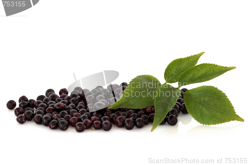 Image of Elderberry Fruit