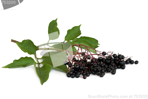 Image of Elderberry Fruit