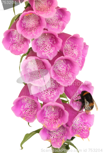 Image of Bee and Foxglove Flower