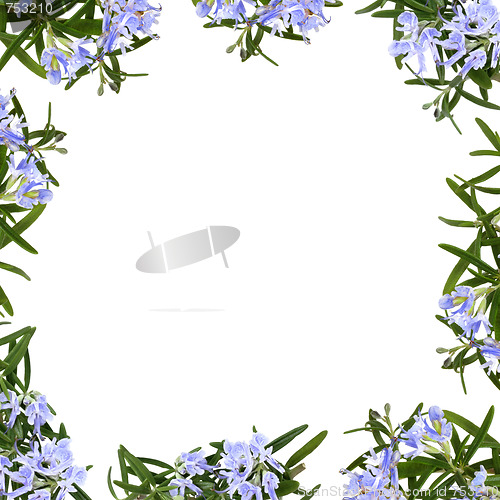 Image of Rosemary Herb Flower Border
