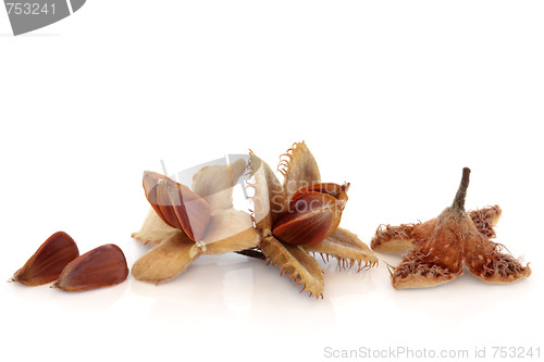 Image of Beech Nuts