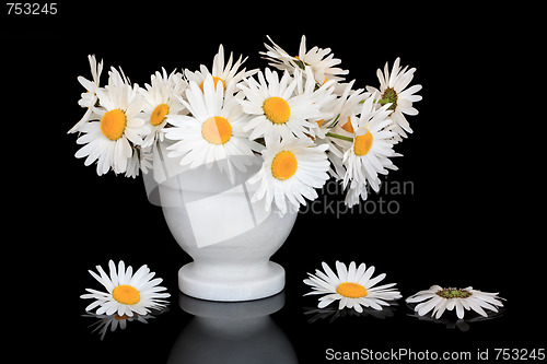 Image of Daisy Flower Beauty