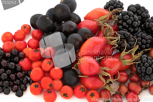 Image of Wild Autumn Fruit